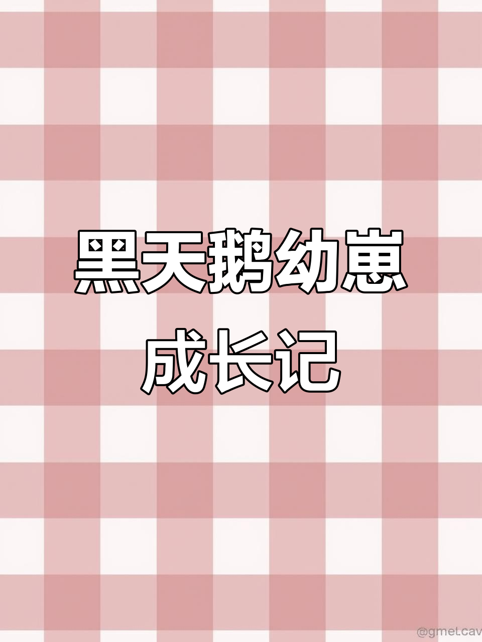 一到两个月黑天鹅小苗,萌态十足!