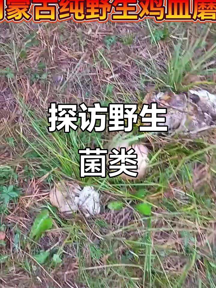 野生蘑菇大揭秘，寻找自然美味