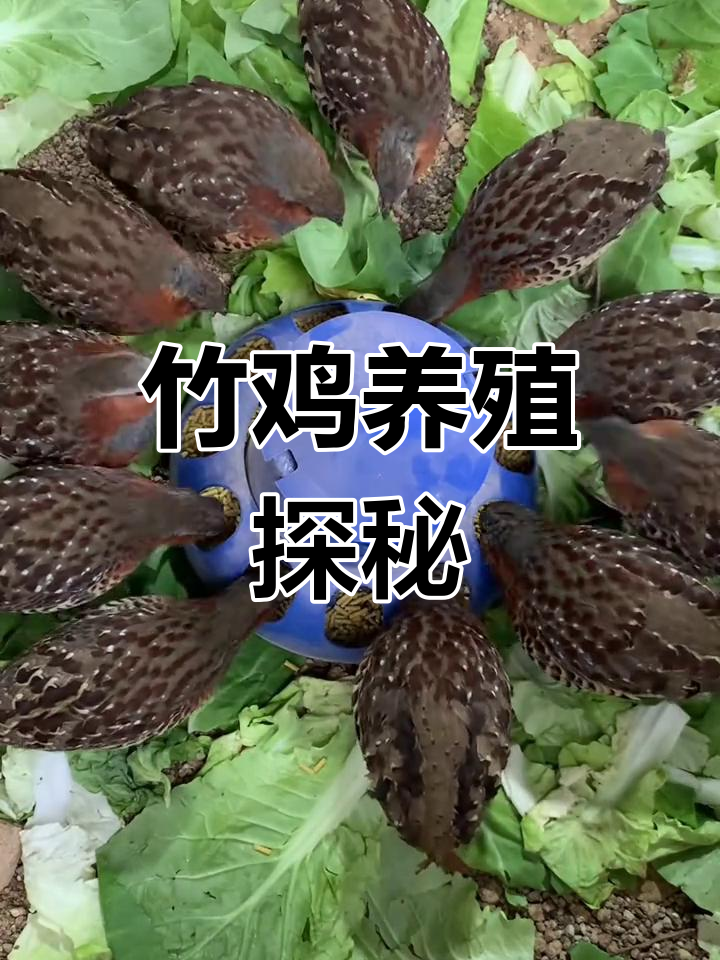 竹鸡养殖揭秘,独特魅力与乐趣等你发现!