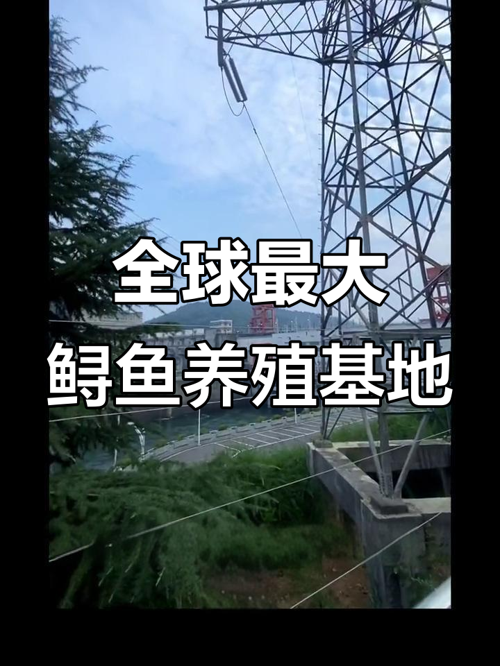 中国最大鲟鱼养殖基地揭秘,工厂化养殖新模式