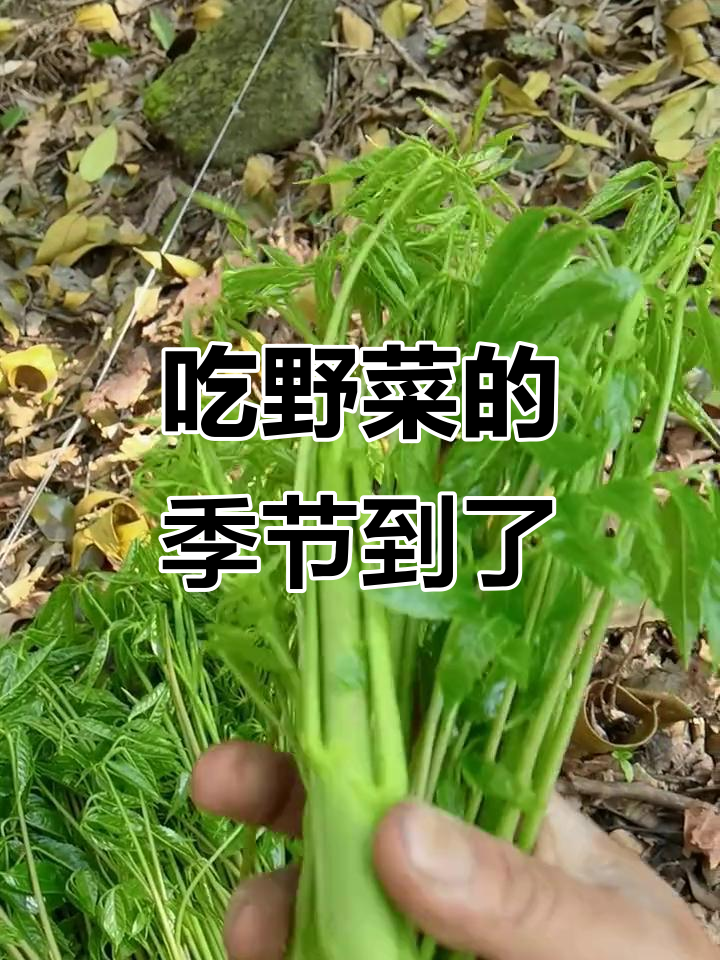 春天里的美味鸡脚菜,嫩芽可吃