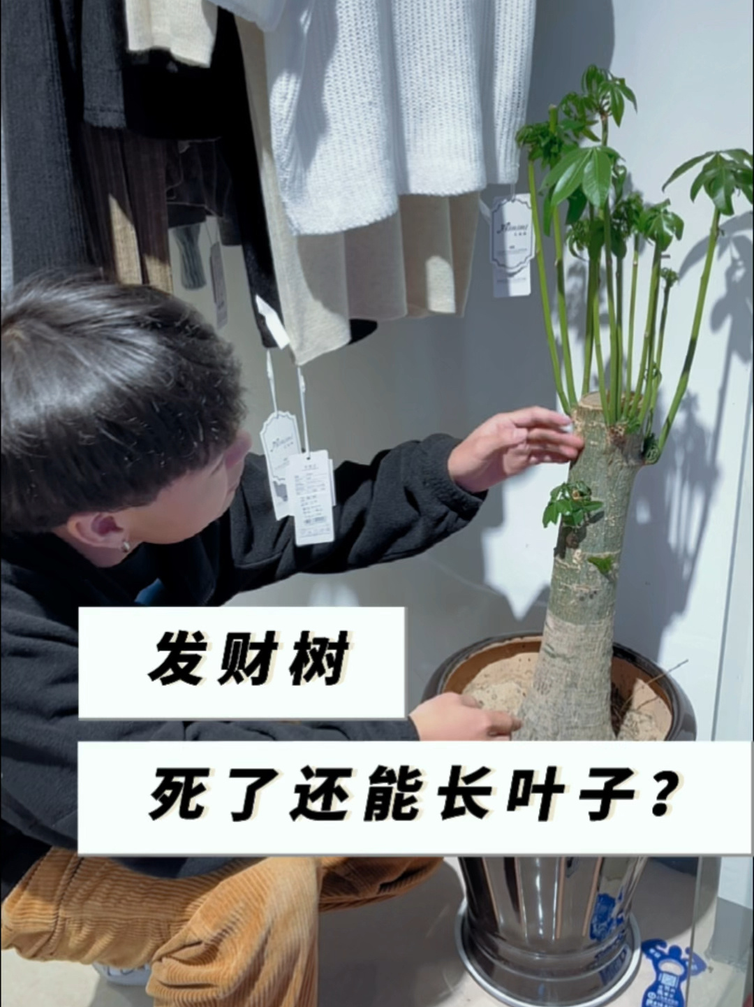 死过的发财树还能活一年?
