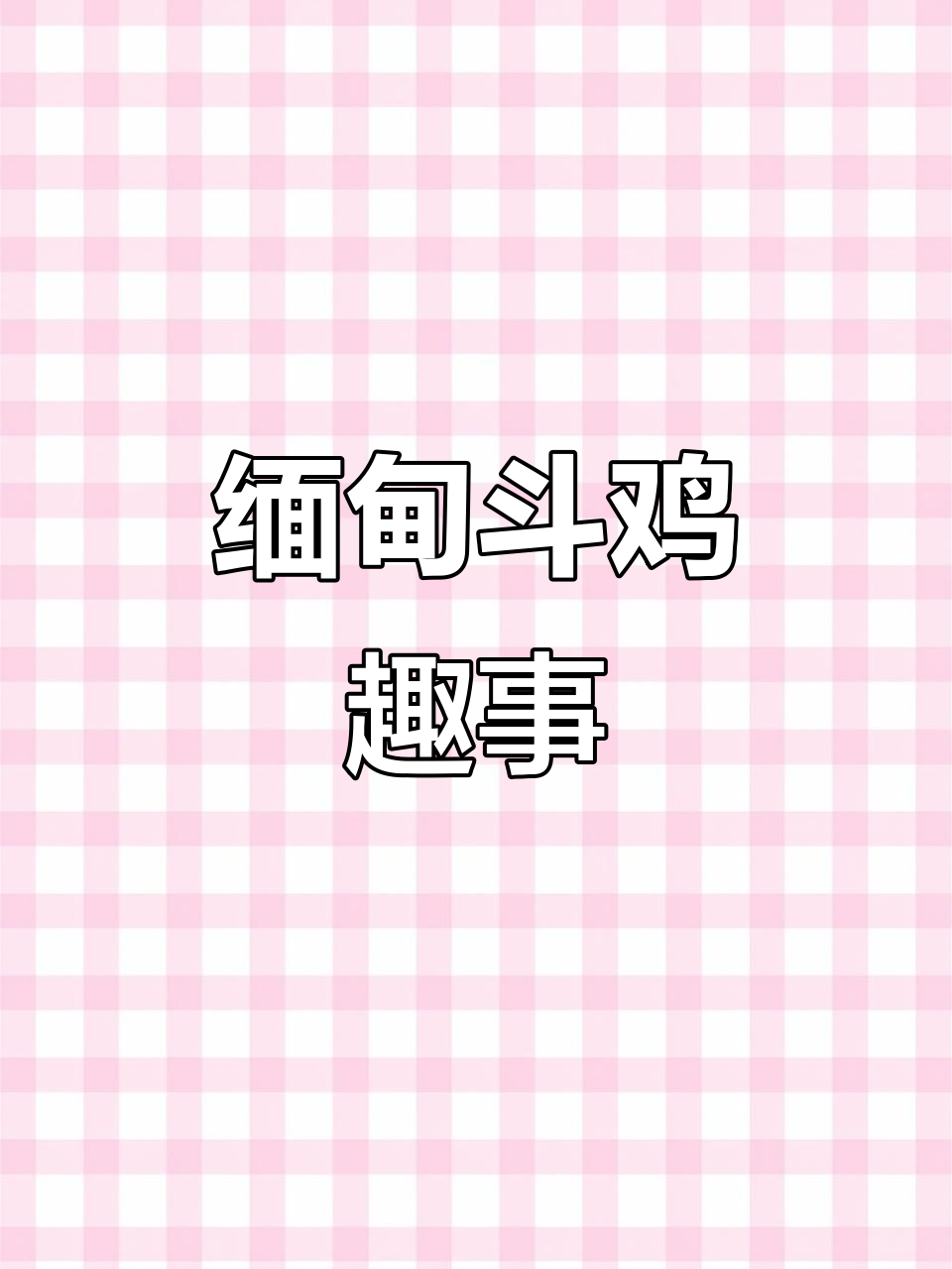 老挝斗鸡文化:爱开玩笑的缅鸡,毛都打飞了