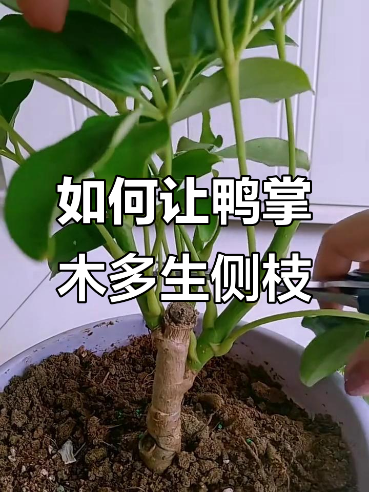 鸭掌木修剪技巧,轻松促进侧枝生长