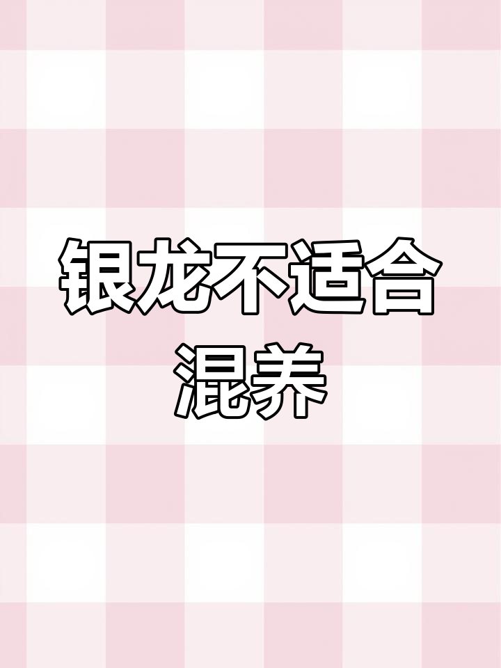 银龙鱼与尖嘴月混养实验:结果惊人