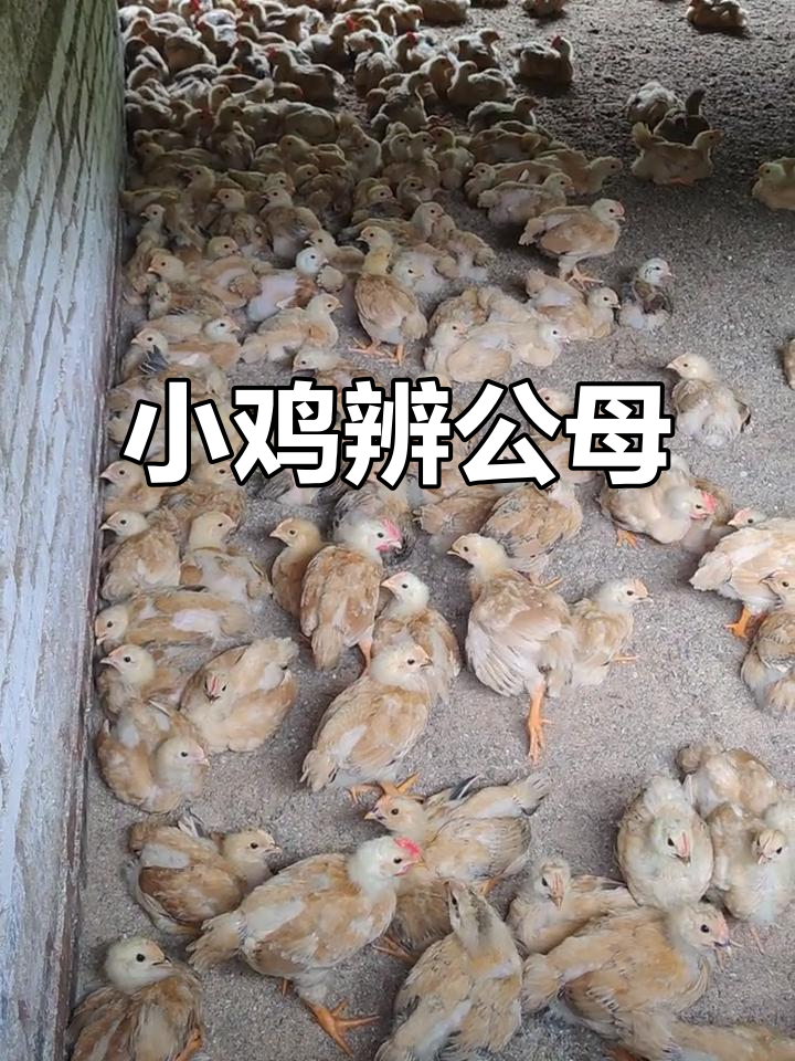 90后创业:从小鸡仔到公母分辨,三黄鸡肉质鲜美