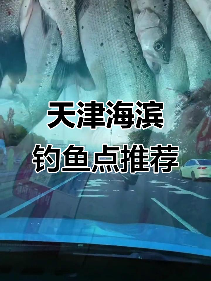 北京钓友天津海边路亚,鲈鱼狂潮来袭!