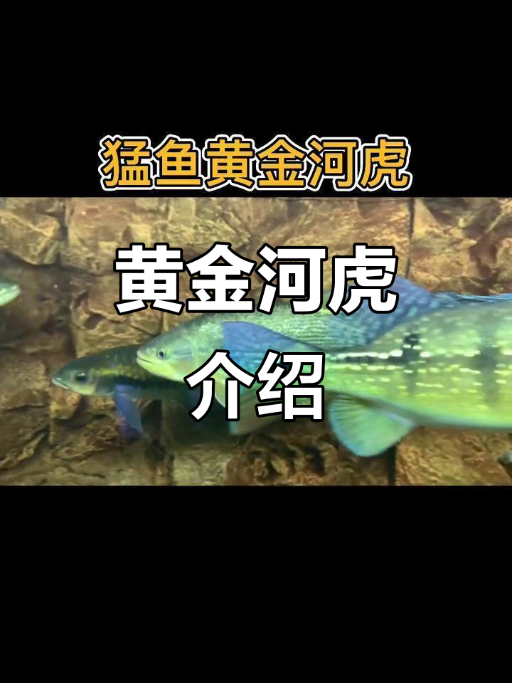 黄金河虎:亚马逊流域的猛鱼,群游效果震撼!