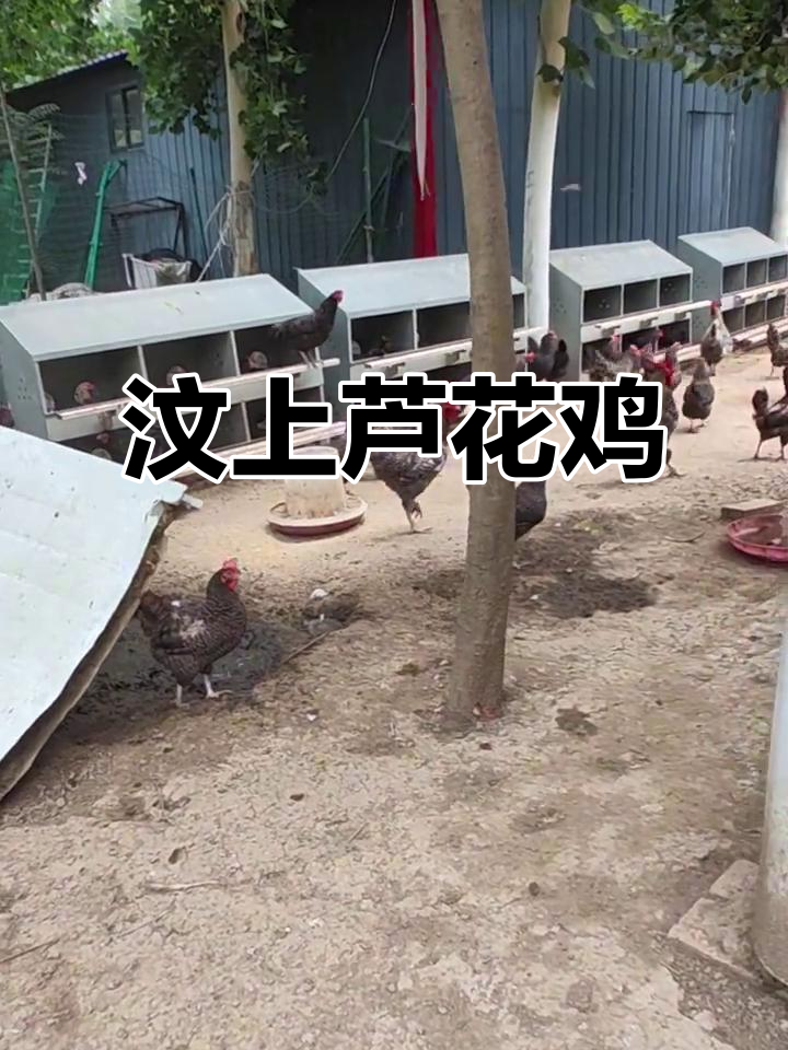 山东汶上芦花鸡:土生土长的美味珍品