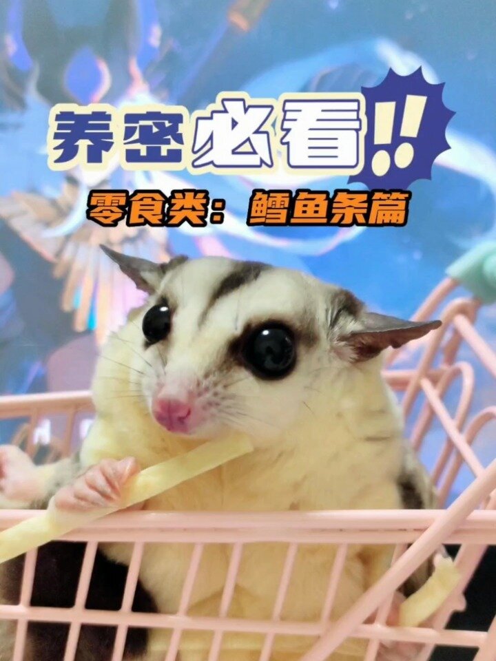 蜜袋鼯辅食-零食类:鳕鱼条篇