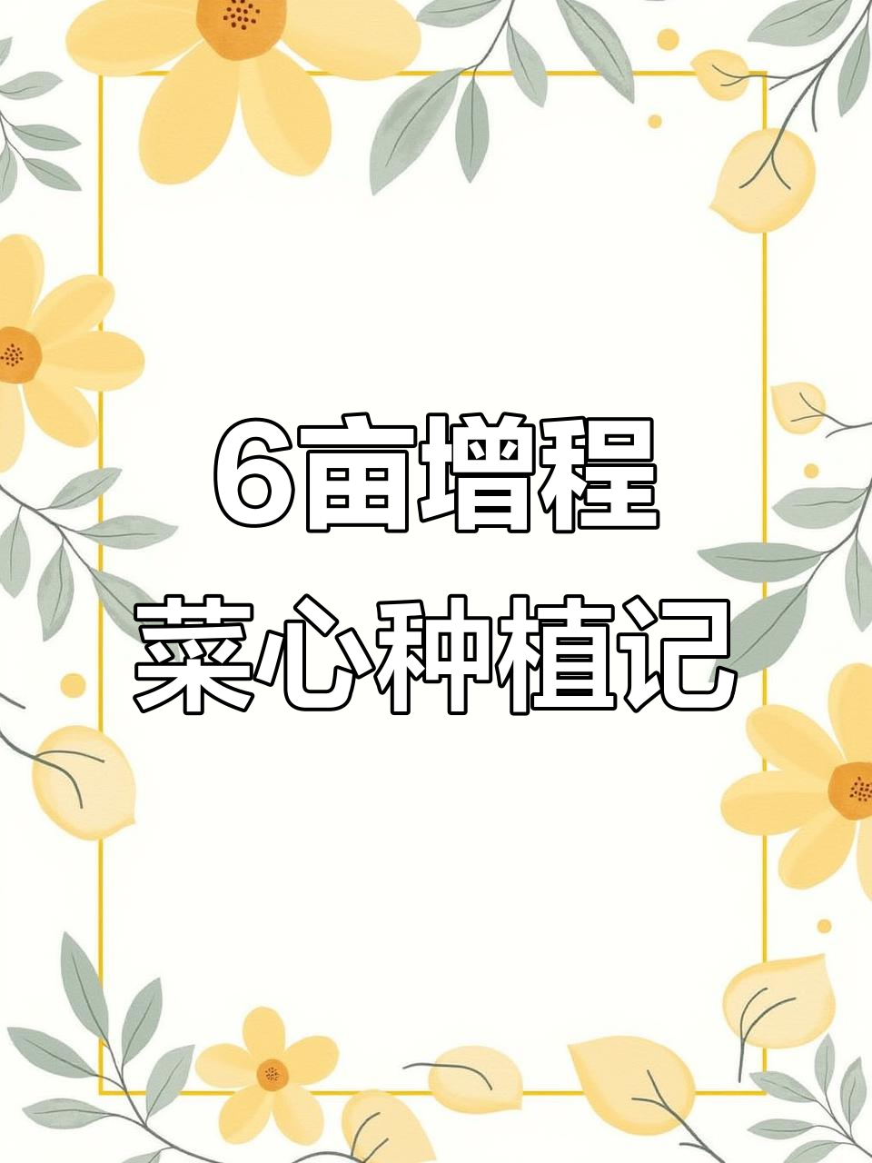 增城菜心种植全流程:起垄、移栽与水管安装