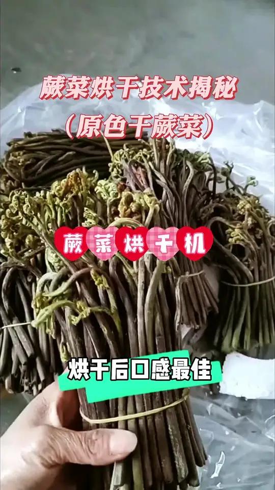 「标题:蕨菜烘干技术揭秘」三步教你锁住春天的味道!1采摘技巧清晨采摘15cm嫩芽,记住“三