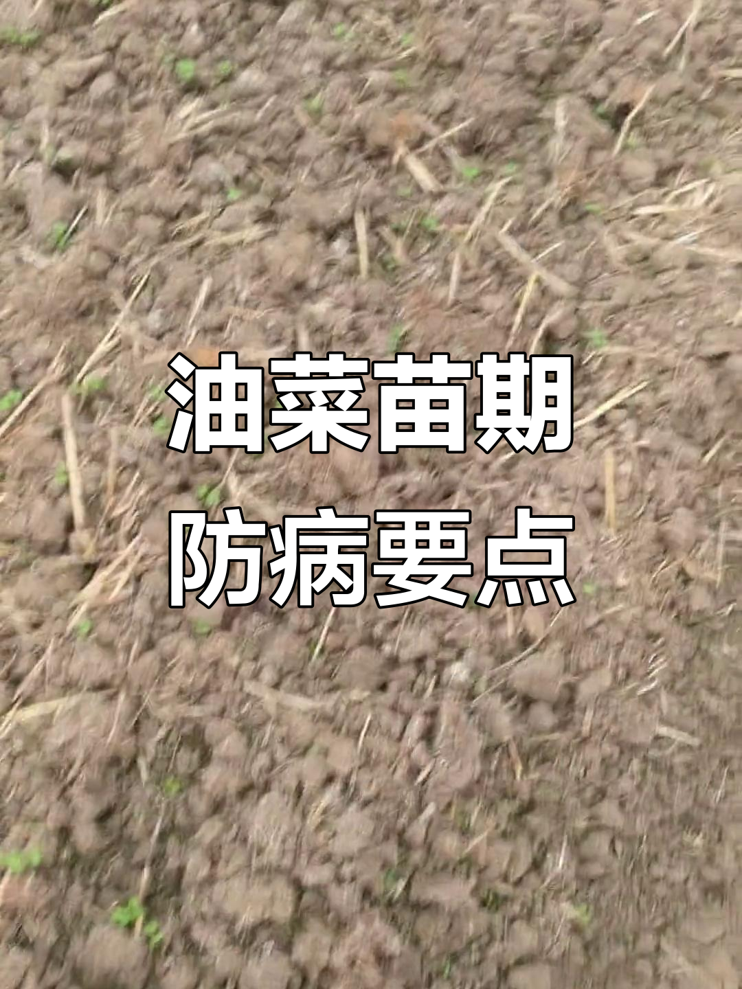 油菜苗期病害防治技巧,避免钾危害影响生长