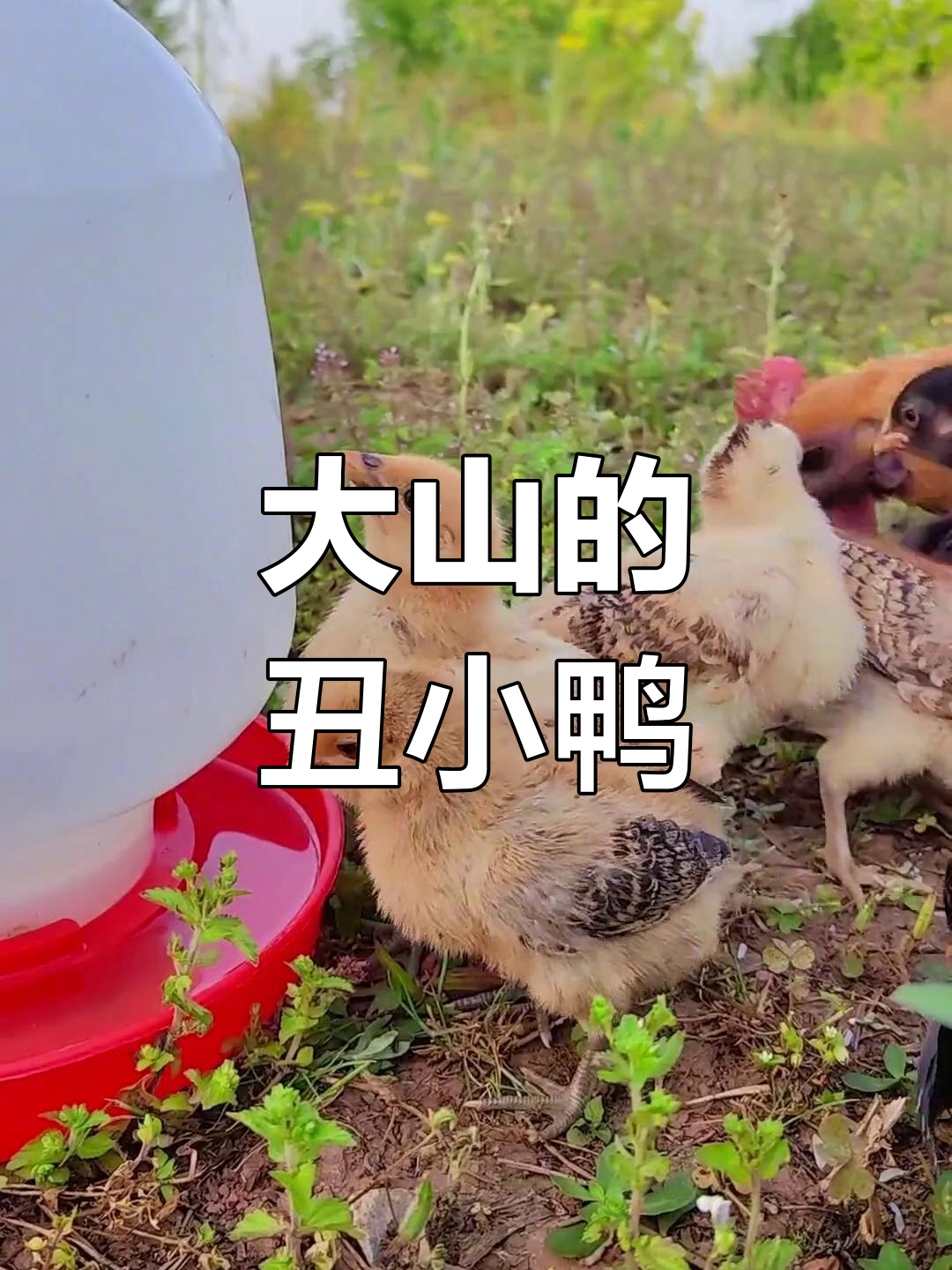 深山溪谷中的丑小鸭,原生态番鸭的成长故事