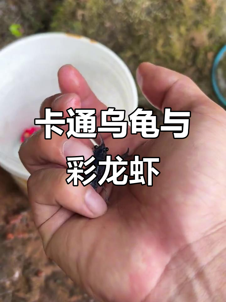 河边发现两只卡通乌龟,还有彩色小龙虾!