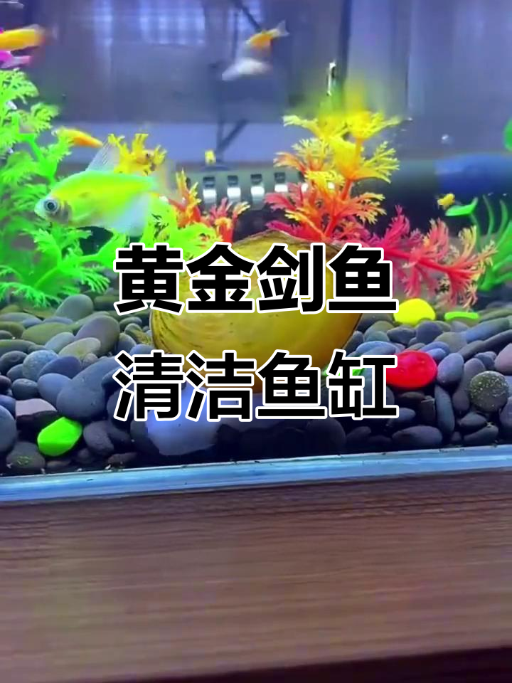 黄金剑鱼清理粪便,让你的鱼缸焕然一新