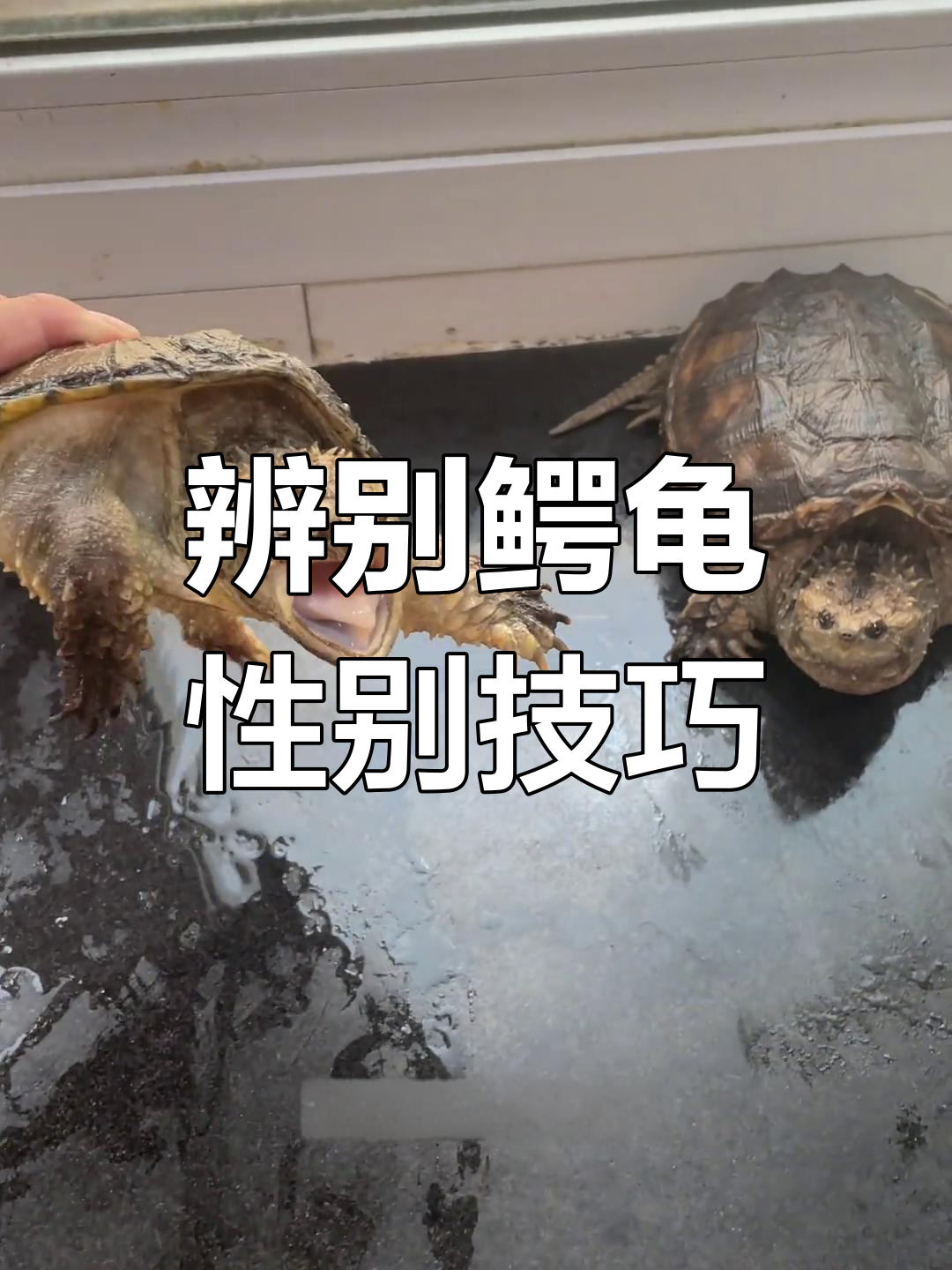 如何区分鳄龟公母?