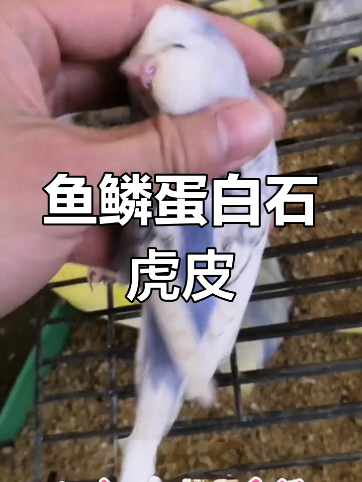 虎皮鹦鹉花色解析:鱼鳞配蛋白石珍珠系列