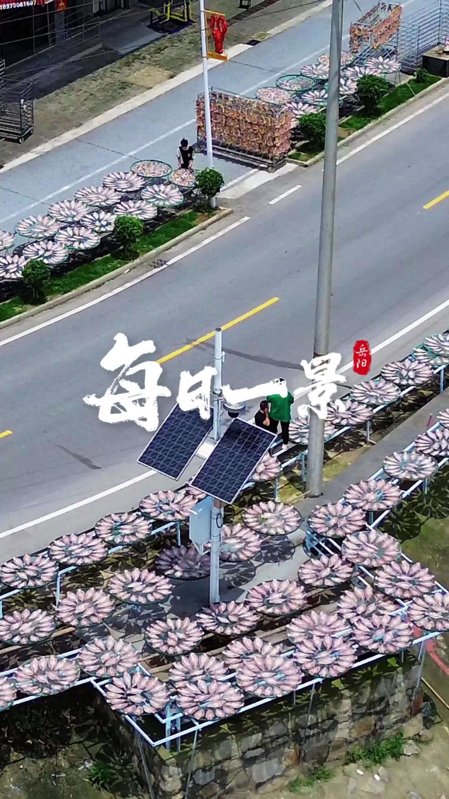 每日一景（151）丨君山区六门闸风干鱼：江湖气涌六门闸 霜刃盐花裂金鳞 岳阳避暑 第四届湖