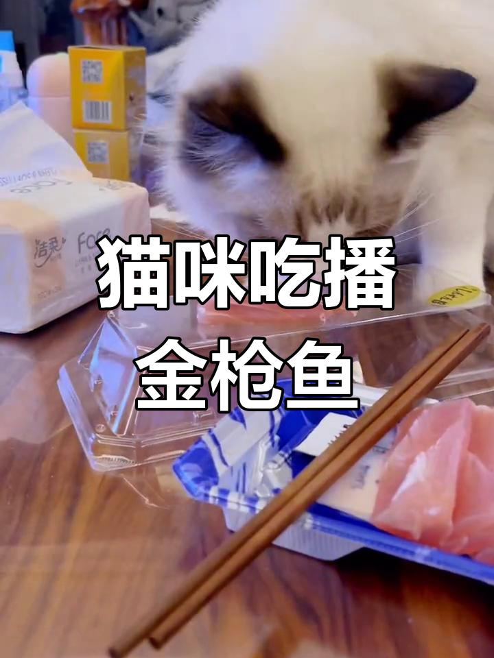 布偶猫吃金枪鱼刺身,挑战咀嚼极限