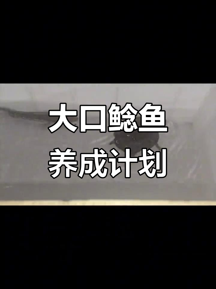 大口鲶鱼与黑鱼的成长变化，四天内的惊人蜕变