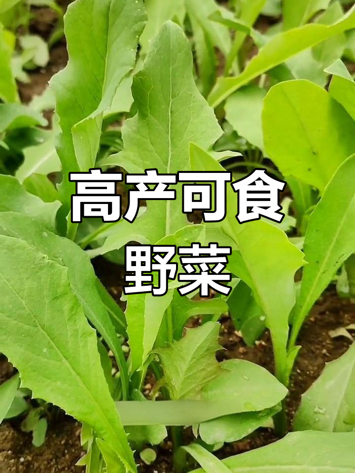 十大高产野菜品种,食用与牧草兼得