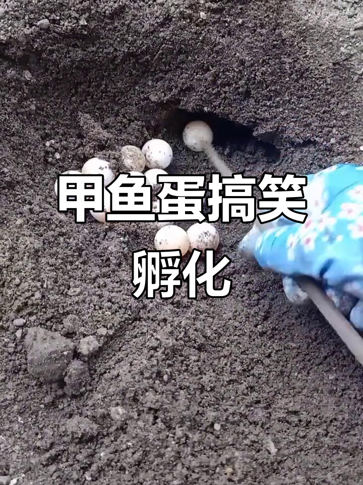 甲鱼蛋大揭秘，孵化过程笑料百出
