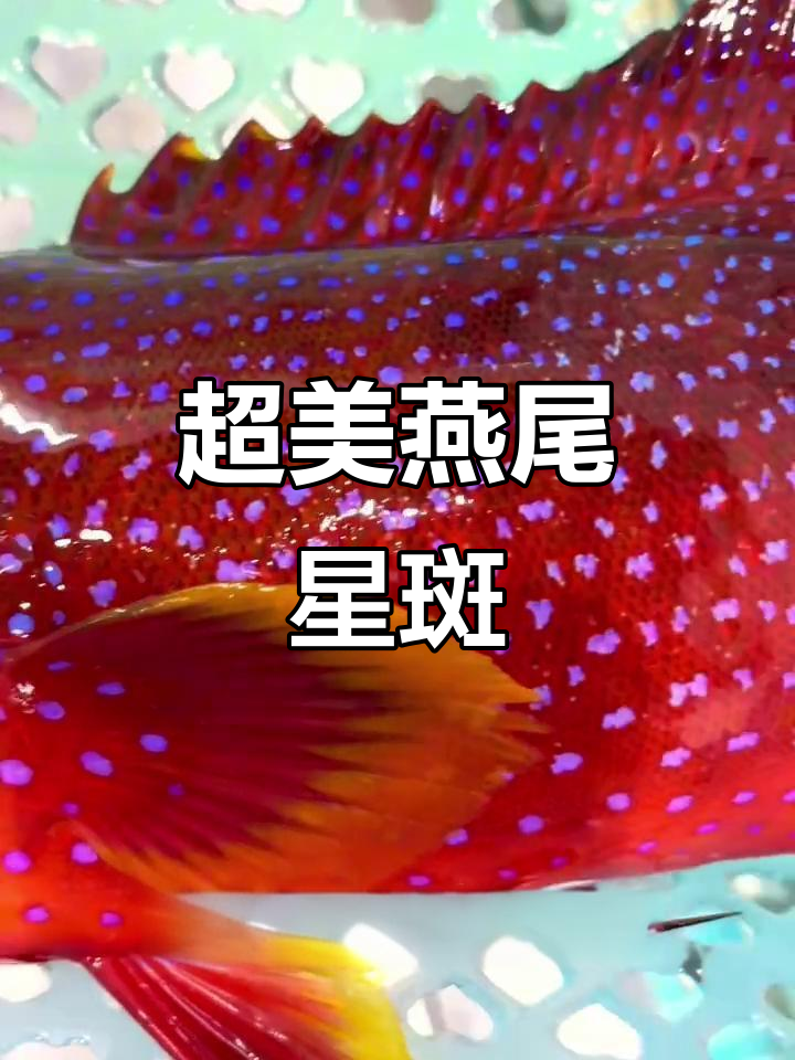 燕尾星斑：颜值爆表，野生美味无法抗拒