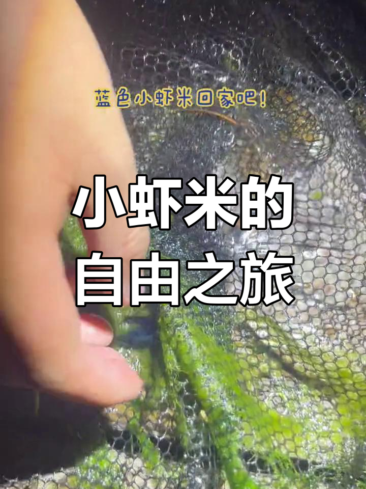 蓝丝绒小虾米,萌到不行!放它回归自然吧