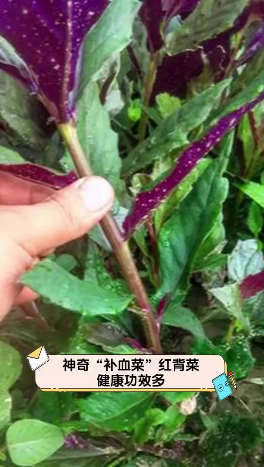 神奇“补血菜”红背菜,健康功效多