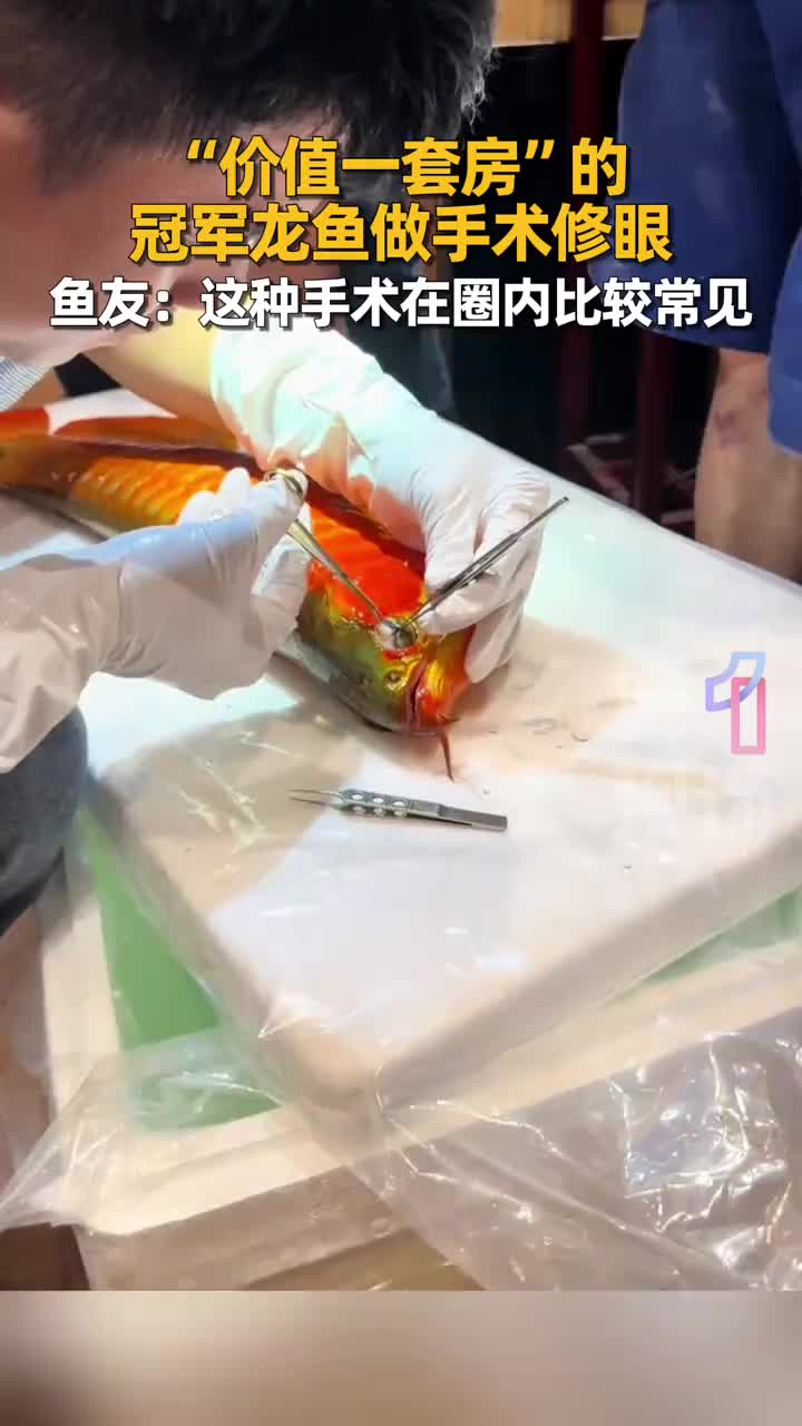 「视频」百万冠军龙鱼做掉眼手术：曾引“换房”热议，主人拒绝高价出售