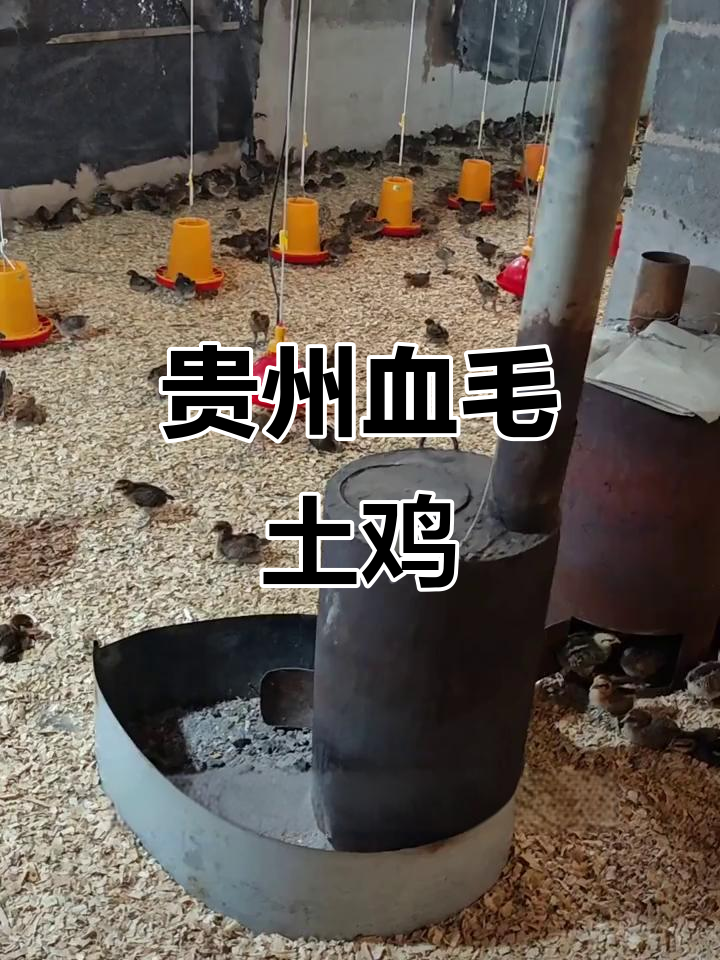 贵州特色血毛土鸡,散养养殖新风潮