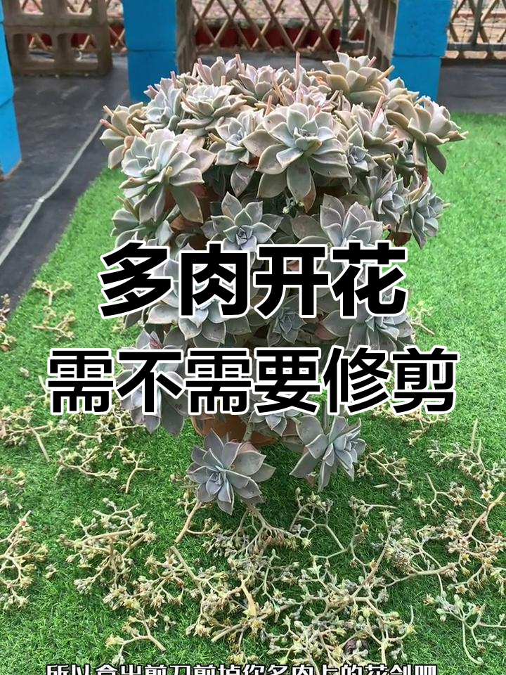 多肉开花怎么办?剪不剪花茎有讲究