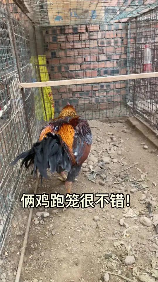 俩鸡跑笼很不错!斗鸡战斗公鸡斗鸡斗鸡养殖公鸡中的战斗机