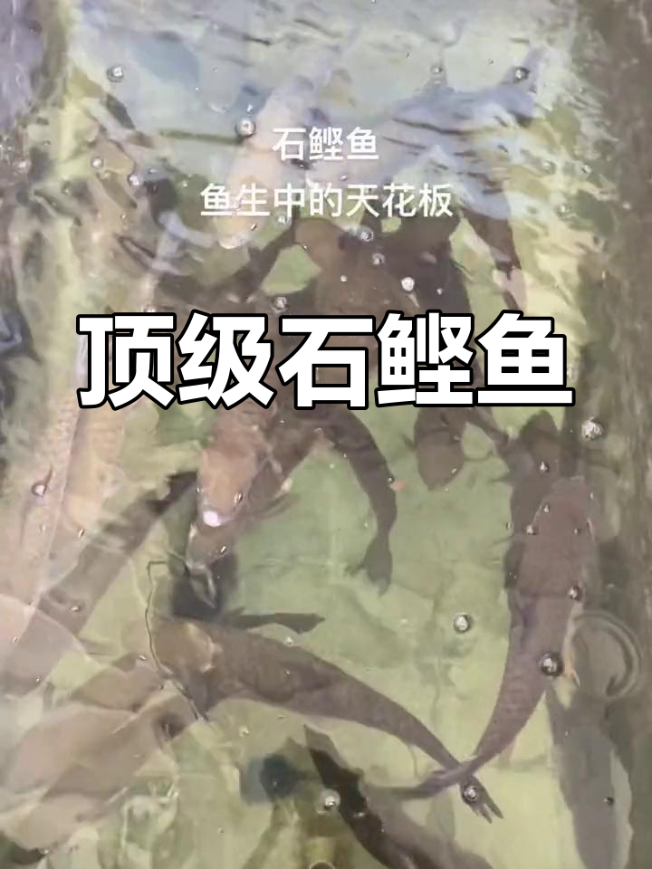 石鲣鱼:顺德美味之巅
