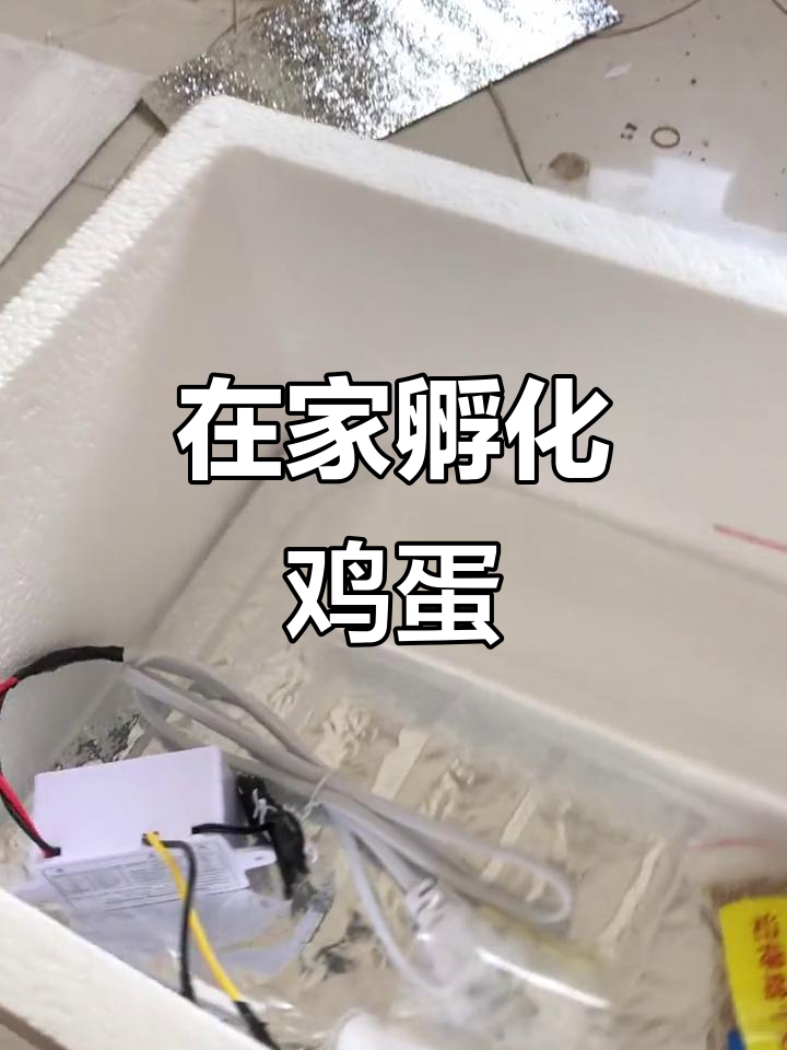 家庭人工孵化轻松学,水床孵化器让你在家孵小鸡鸭鹅