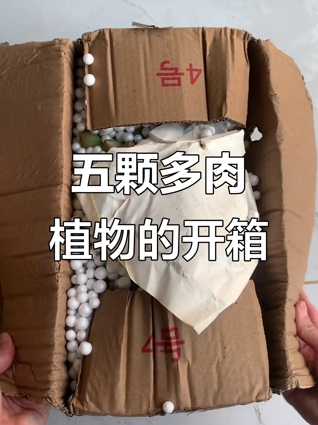 买了五颗多肉植物,结果有点失望!包装简陋但价格超值