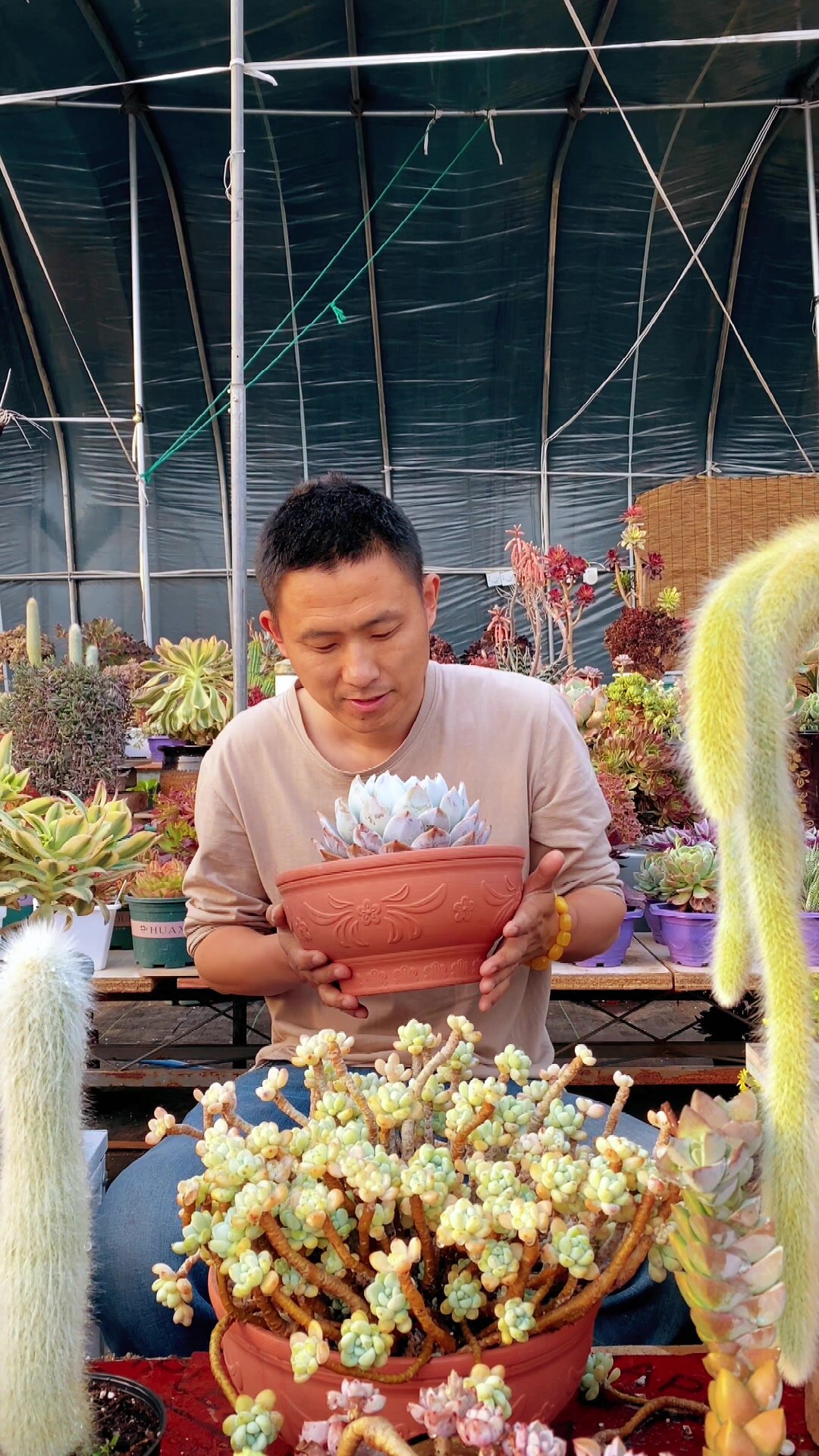 多肉植物用几针遮阳网?