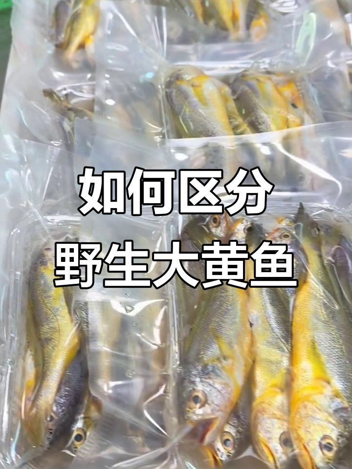 野生黄花鱼如何辨别?学会这些技巧,轻松分辨真伪
