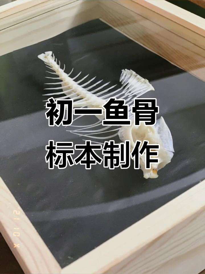 初一学生动手做鱼类骨骼标本，探索生物奥秘