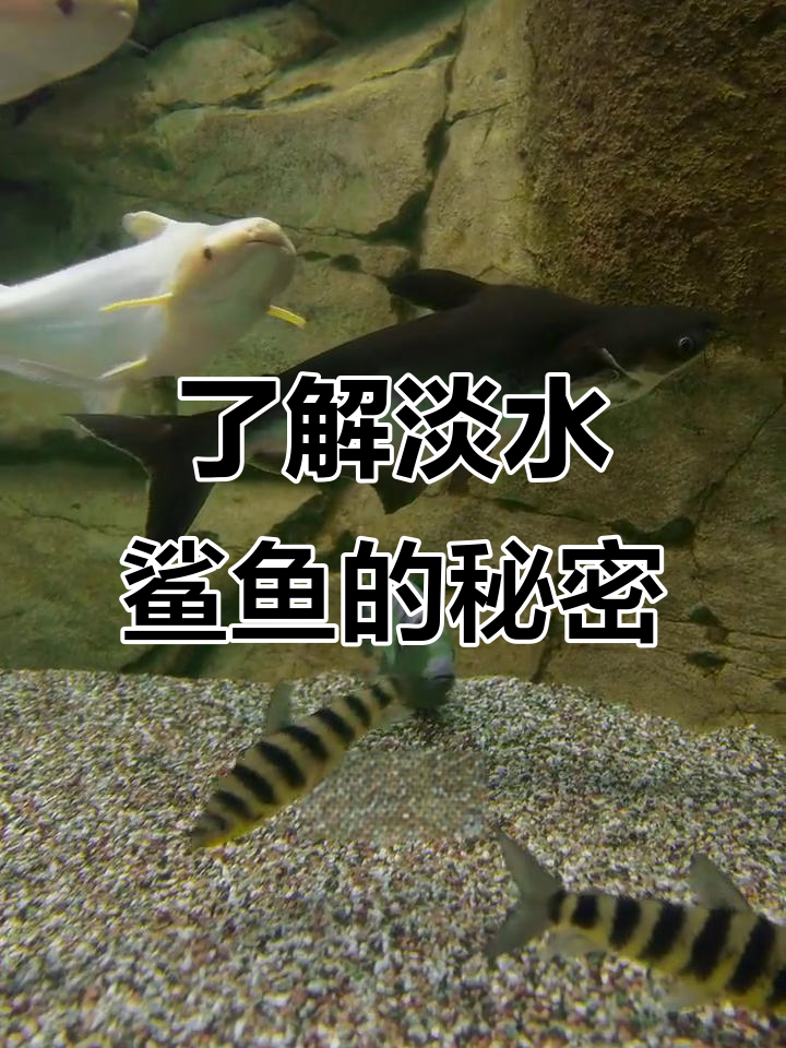 淡水鲨鱼真相大揭秘：它不是真正的鲨鱼，性格温顺但有风险