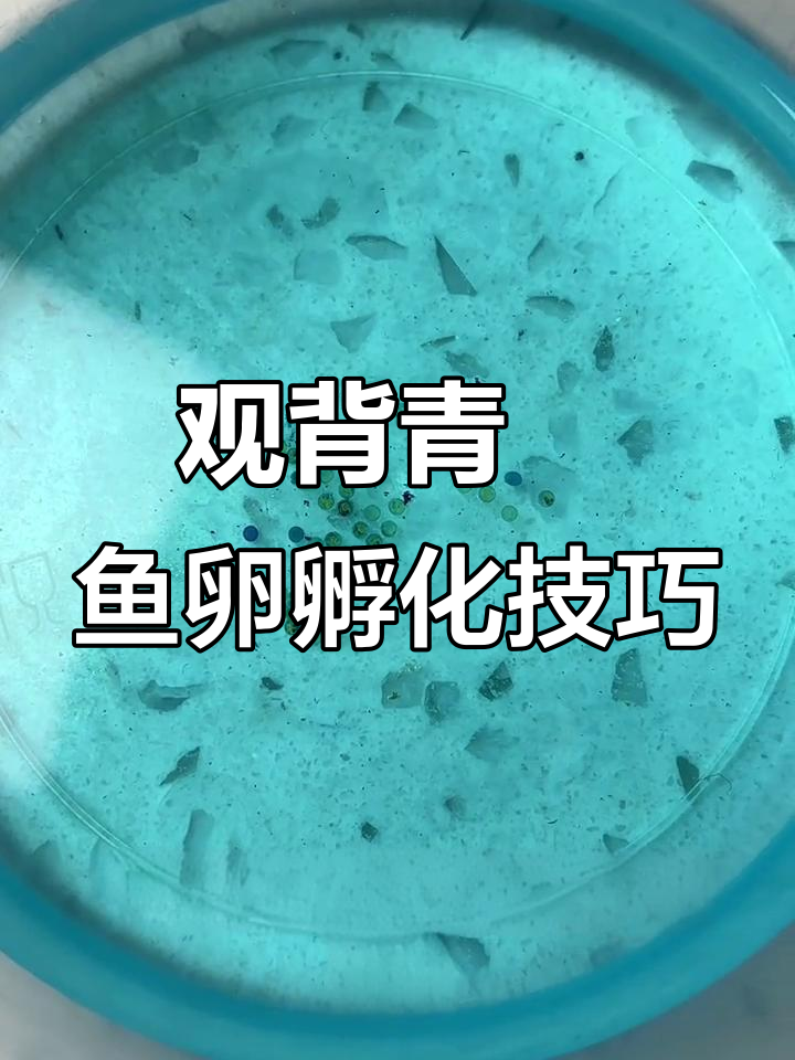 观背青鳉鱼卵孵化全攻略,保姆级教程教你如何处理坏卵