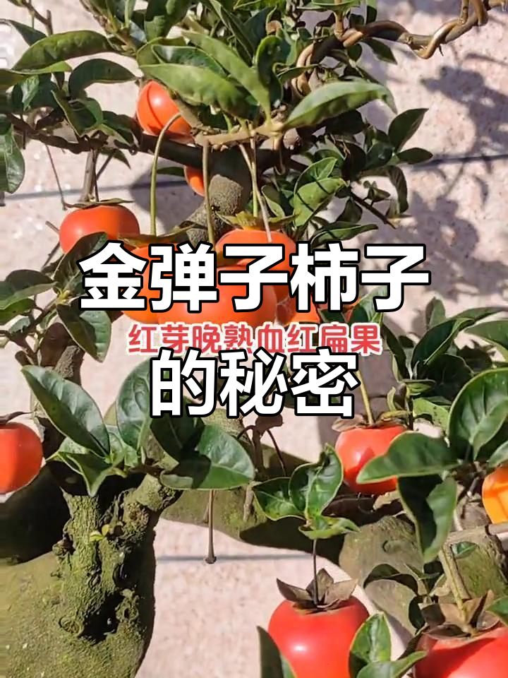 柿子红了,金弹子品种揭秘!你见过这种怪异的红鲫鱼吗?