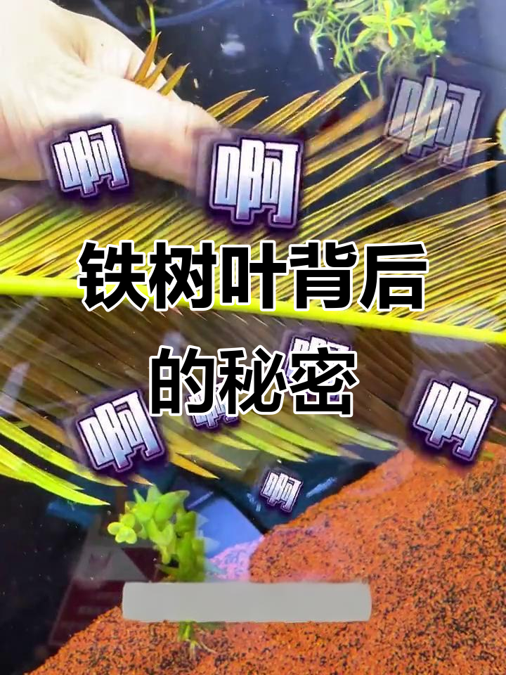 鱼缸里的铁树叶出现小气泡,是中毒还是菌膜?