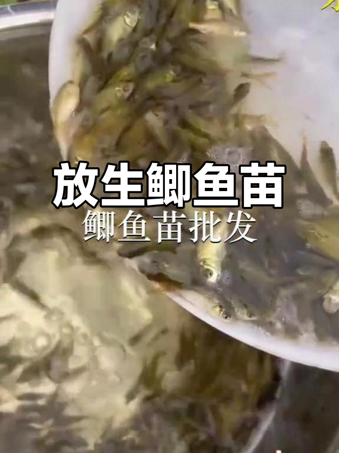 广州增城良口鱼苗场,放生鲫鱼苗助力生态修复