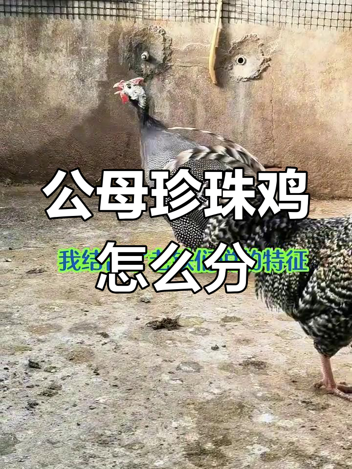 珍珠鸡公母难辨,叫声像母却有公的特征