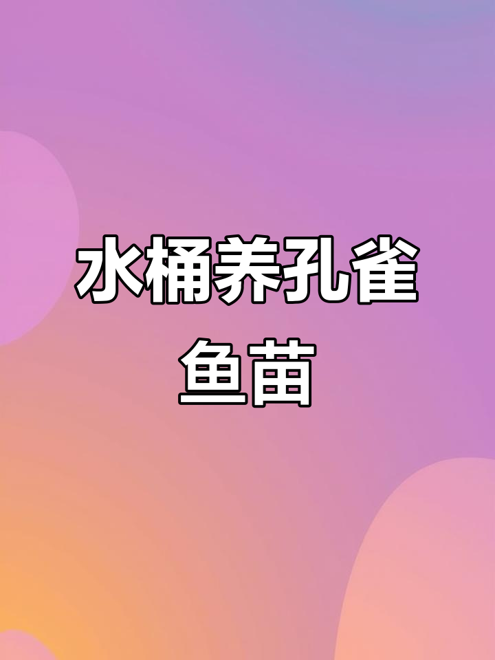 孔雀鱼苗水桶养殖技巧,成活率100%的秘诀
