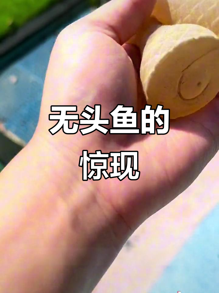 踩到两条无头鱼,竟然是这样!