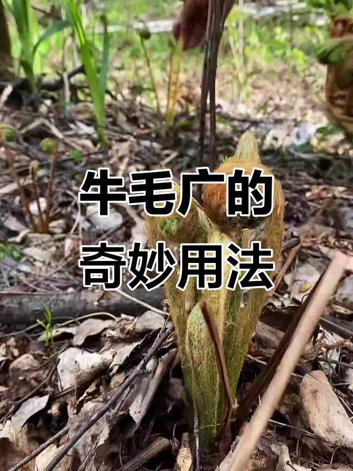 牛毛广:从野菜到药膳,绒毛竟有这些神奇用途