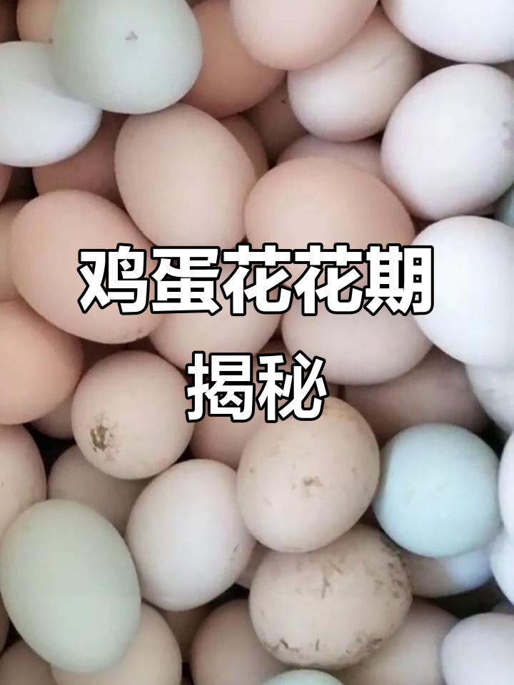 鸡蛋花一年开一次,花期长达半年